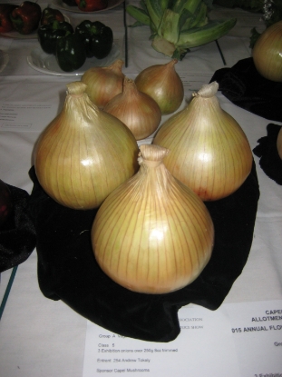 Picture of Onion Globo